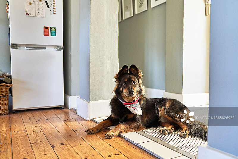 躺在厨房门口的可爱小狗肖像图片素材