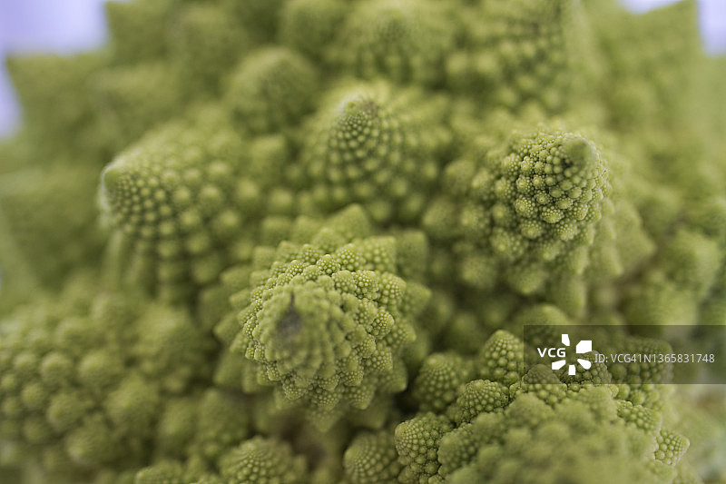 花椰菜花序中的分形图案图片素材