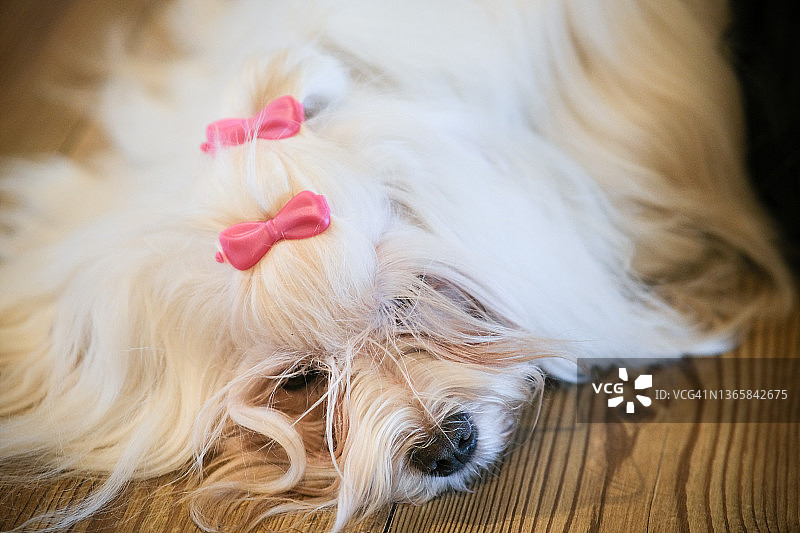 休息的戴着粉色发夹的白色比熊犬图片素材
