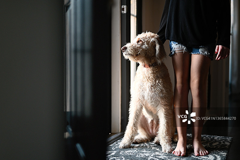 拉布拉多贵宾犬幼犬和年轻女孩站在敞开的前门前图片素材