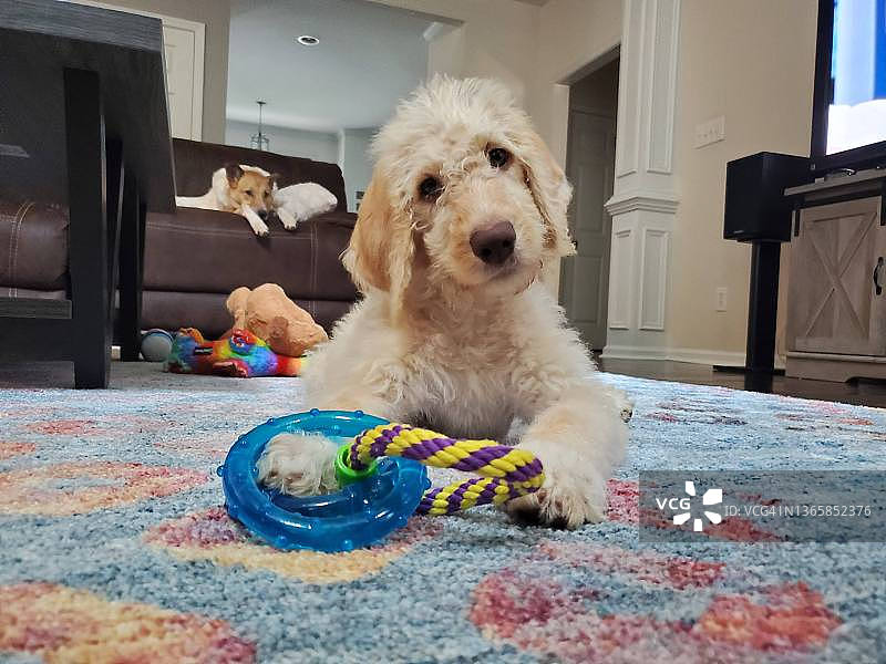 三个月大的奶油色拉布拉多贵宾犬幼犬躺在有玩具的地毯上图片素材