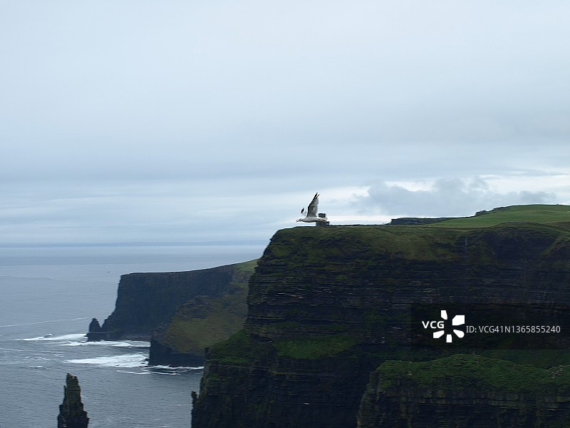 莫赫悬崖旁的海鸥图片素材