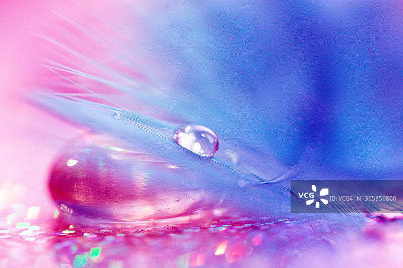 鸟羽上的抽象微距水滴，粉蓝色美术图片素材