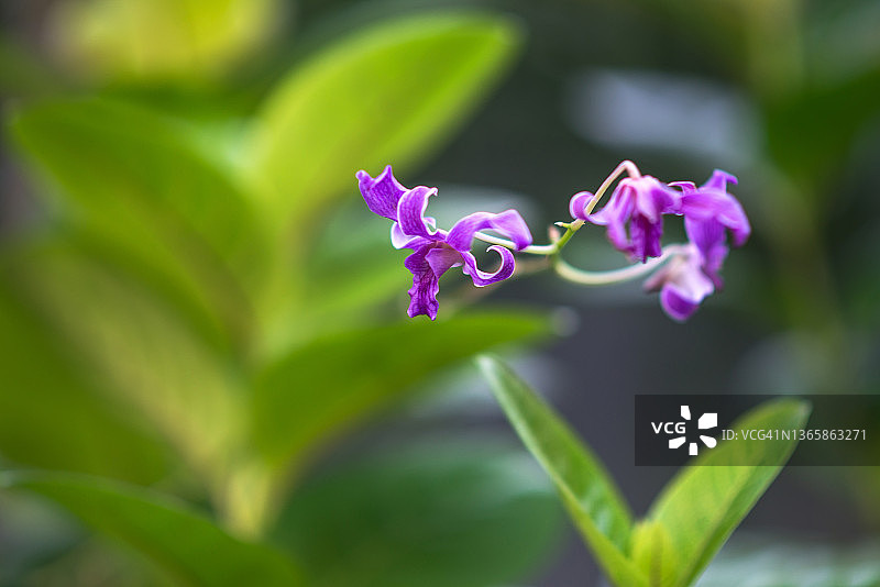 迷你紫色兰花图片素材