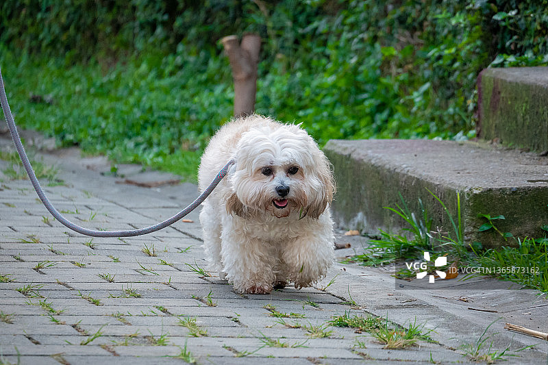 在哥伦比亚麦德林公园里牵着灰色皮带散步的马耳他混血小狗图片素材