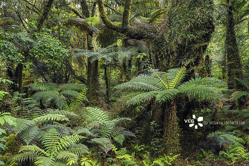 库克山国家公园福克斯冰川村附近的翠绿温带雨林，有树蕨图片素材
