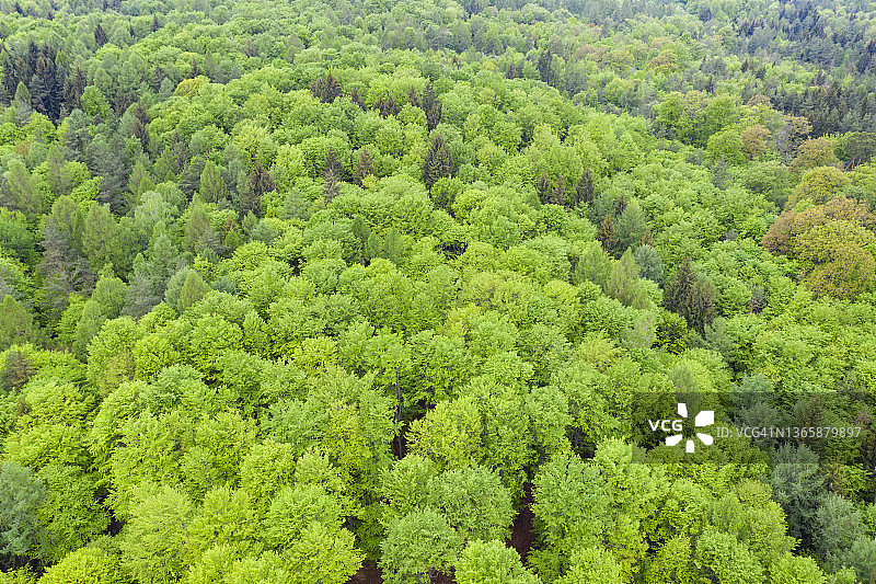 德国巴伐利亚施泰格瓦尔德春季绿意盎然的落叶林航拍景观图片素材