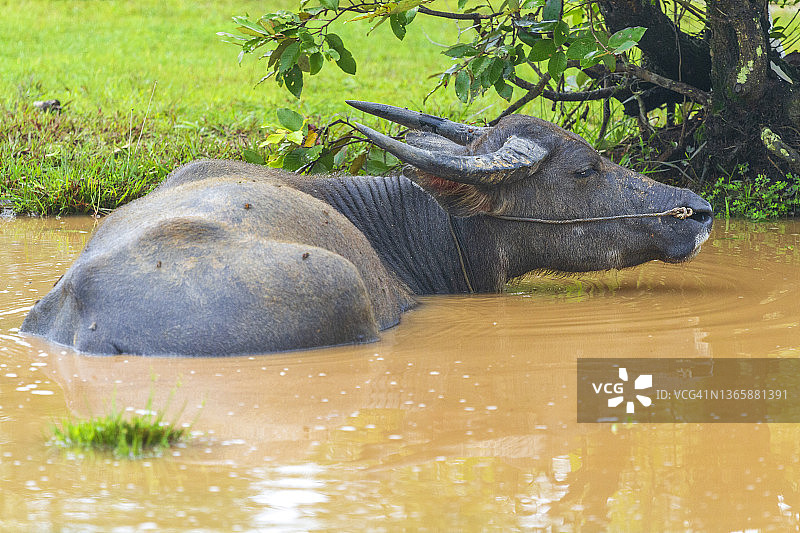 柬埔寨贡布省的家养水牛图片素材