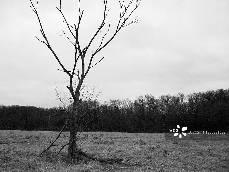 田野中的黑白孤树图片素材