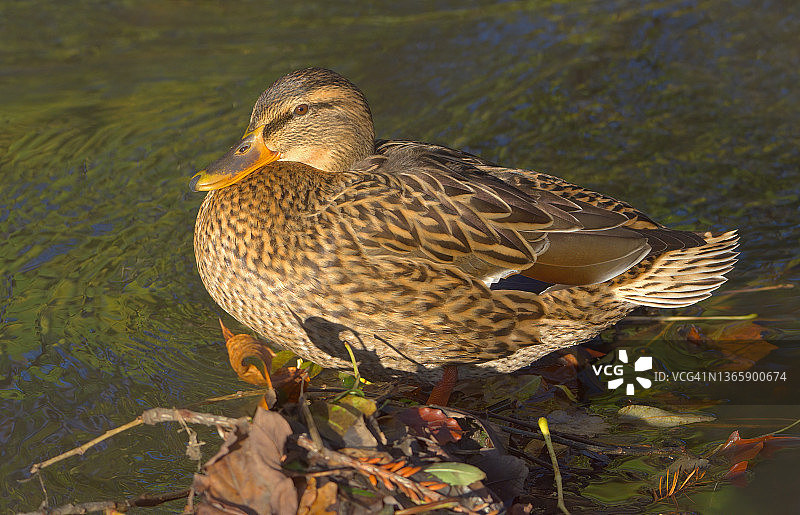 雌性绿头鸭图片素材