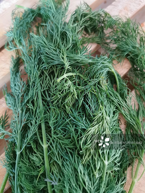 莳萝香草图片素材