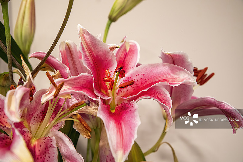 粉色东方百合图片素材