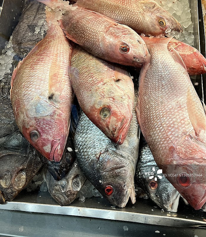 待售新鲜鱼类图片素材