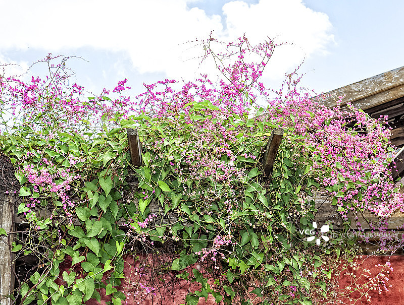 特写镜头下的粉色紫苞藤花枝图片素材