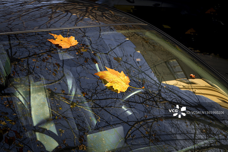 挡风玻璃上的秋叶图片素材