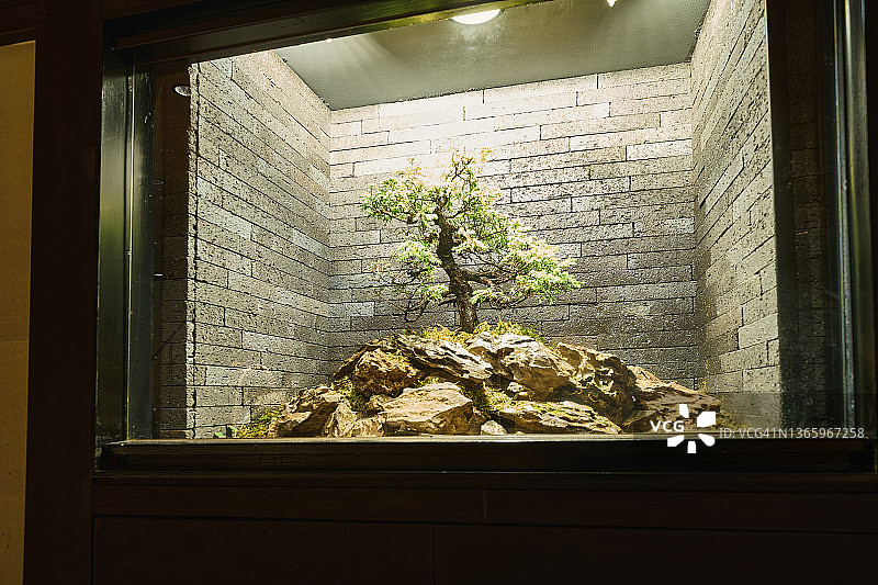 现代展示中的日本盆景图片素材