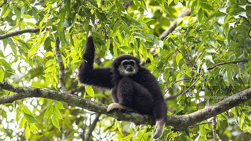 热带森林中树枝上的白掌长臂猿图片素材