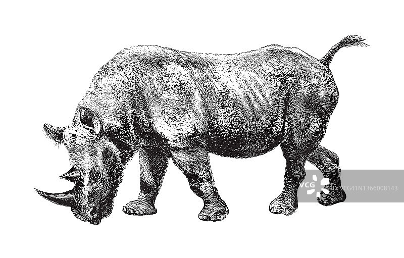 黑犀牛或钩唇犀（Diceros bicornis）- 复古插画图片素材