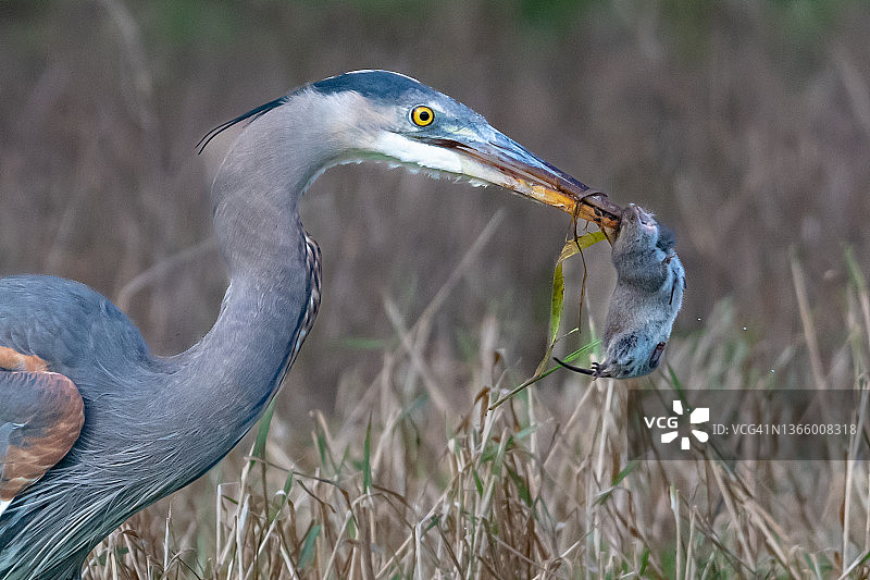 加拿大不列颠哥伦比亚省：蓝鹭嘴里叼着死老鼠图片素材