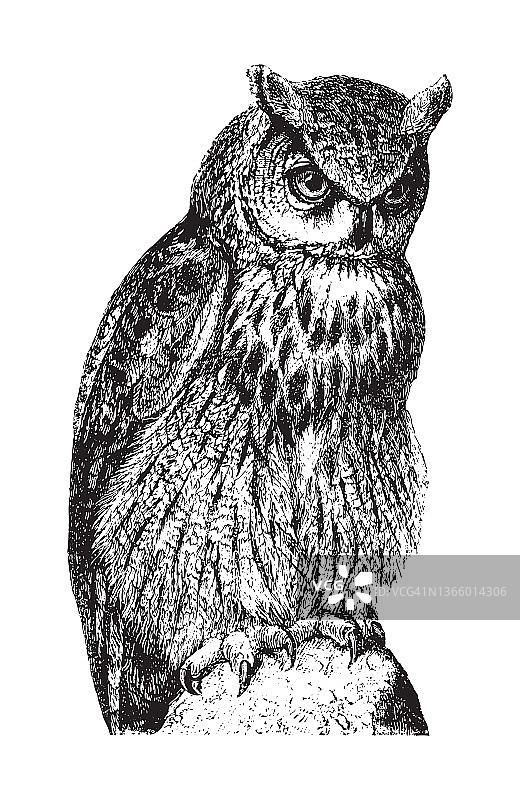 棕色猫头鹰复古插画图片素材