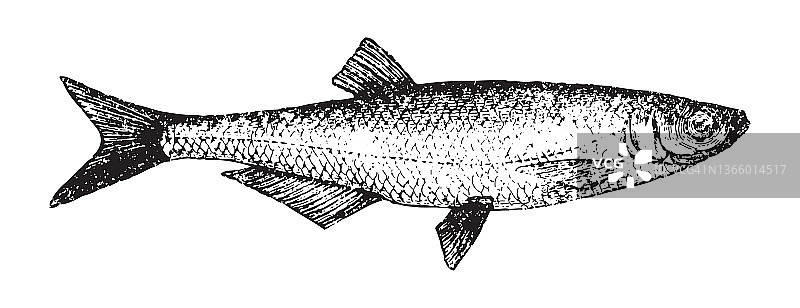 欧鲌鱼复古插画图片素材