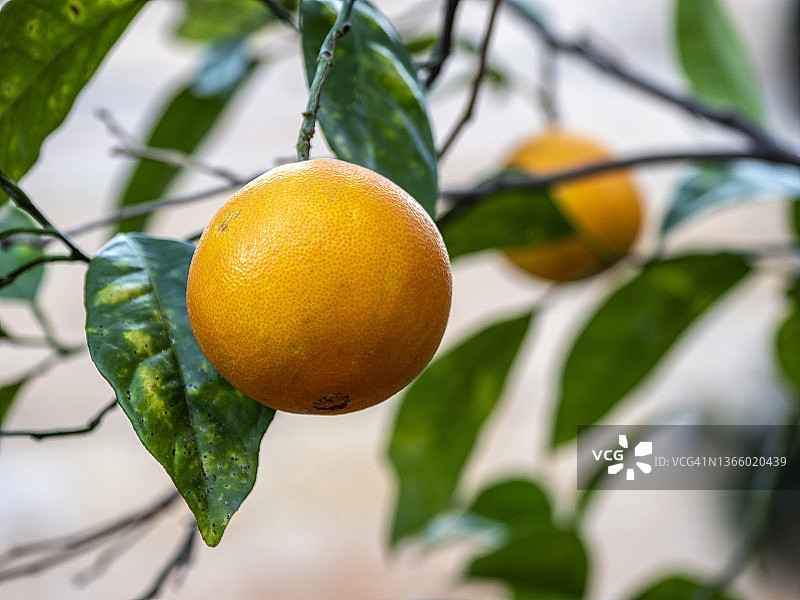 橙色果园和橙子树枝图片素材