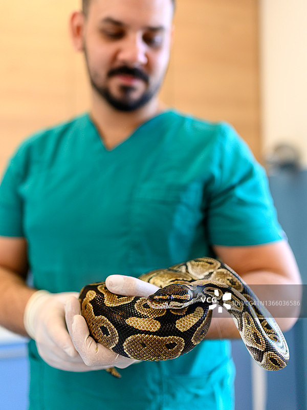 兽医手持蛇图片素材
