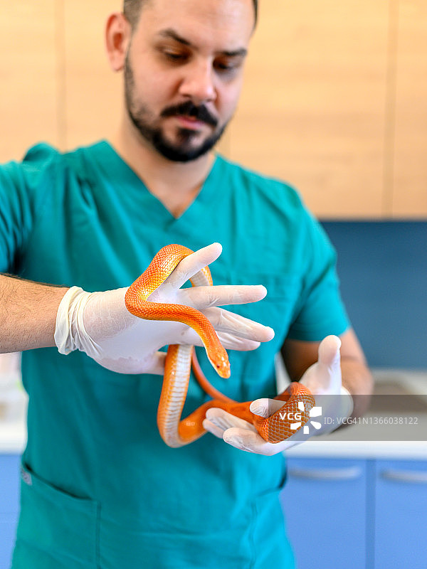 兽医手中拿着玉米蛇图片素材