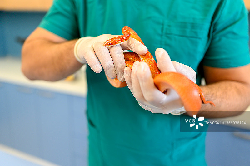 兽医手中拿着玉米蛇图片素材