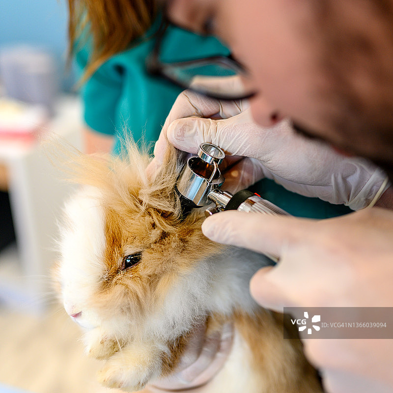 兽医在诊所检查兔子耳朵图片素材