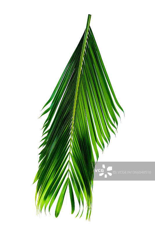 白色背景上的棕榈树绿叶图片素材