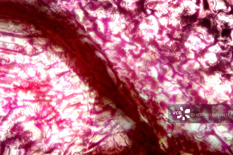 抽象红色纹理动感图片素材