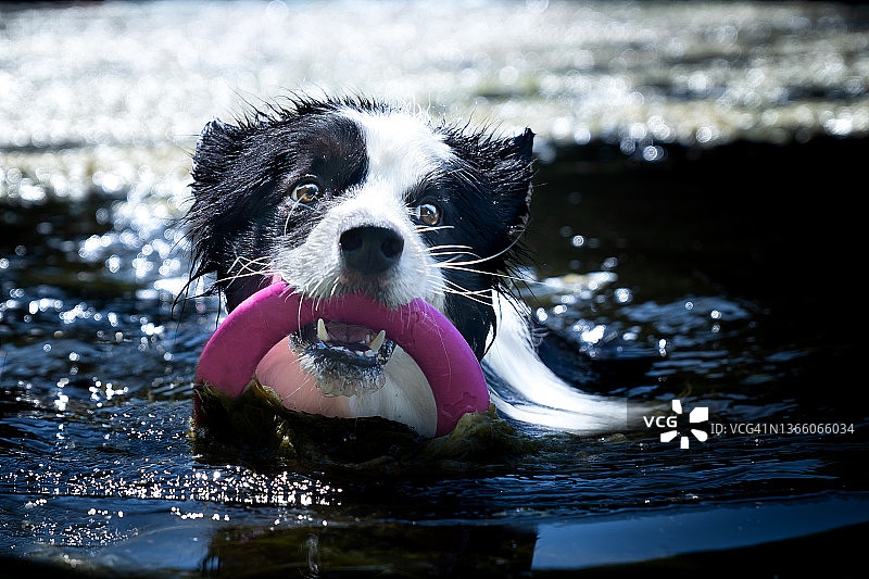狗狗嘴里叼着粉色玩具游泳图片素材