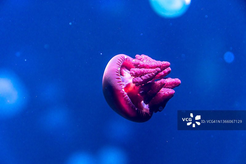 水族馆里的彩色水母图片素材