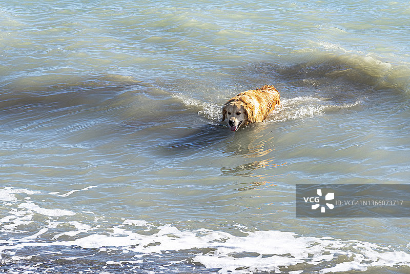 在海中游泳的可爱雄性金毛寻回犬图片素材