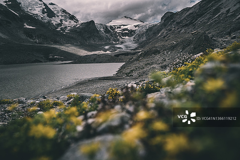 冰碛上的花朵图片素材