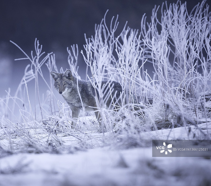 猎捕郊狼图片素材