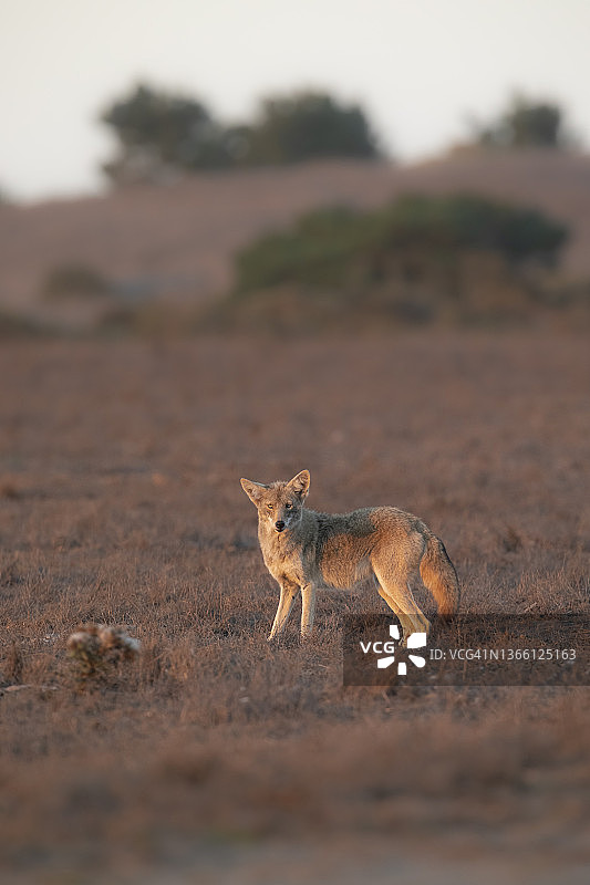 猎捕郊狼图片素材