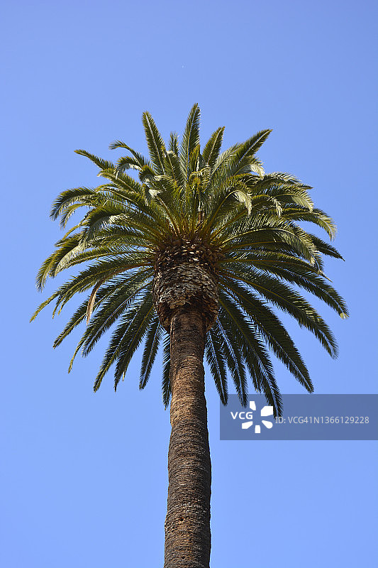 从下方仰视加州皇后棕榈树，背景为湛蓝天空图片素材