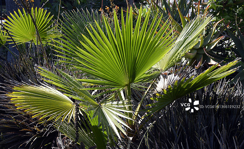 花园环境中的加州棕榈树图片素材