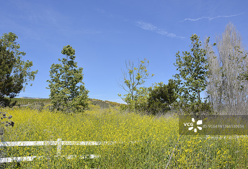 葡萄酒产区山丘前盛开的芥菜花图片素材