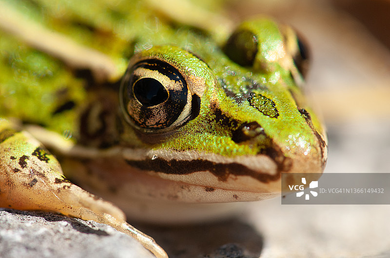 豹蛙微距摄影图片素材