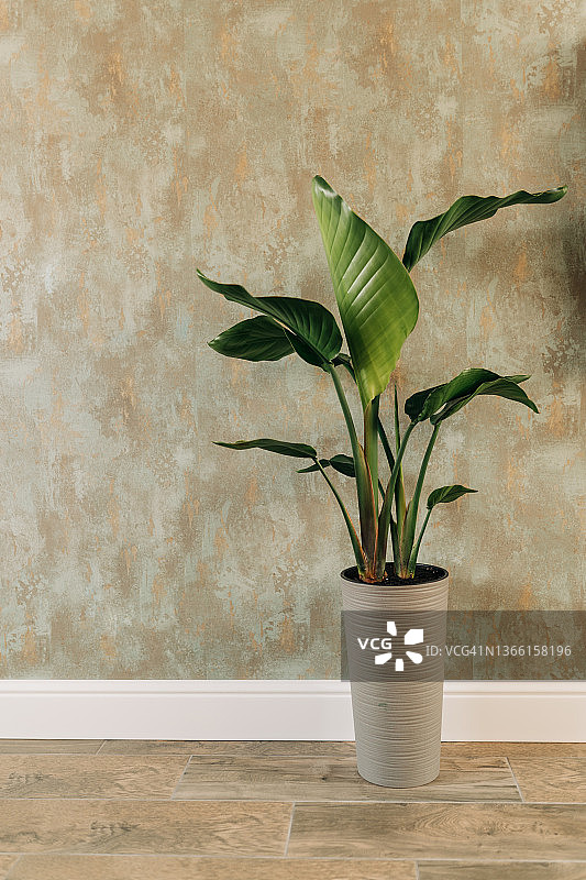 布什维克公寓窗台上的室内花园，布鲁克林图片素材