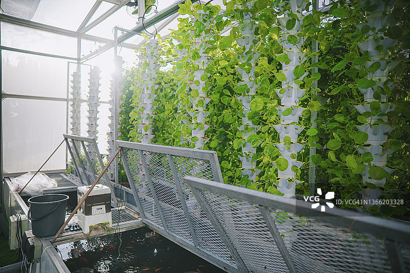 零浪费理念：水培垂直农场内的鱼塘，生态系统位于各种园艺蔬菜幼苗的架子下图片素材
