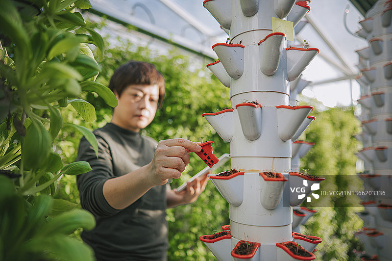 中国女性在温室水培垂直农场用平板电脑检查白菜生态系统数据图片素材