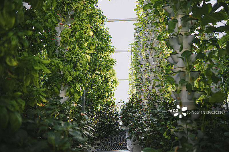 温室水培垂直农场生态系统内部，架子上种植着各种园林蔬菜幼苗，等待收获图片素材