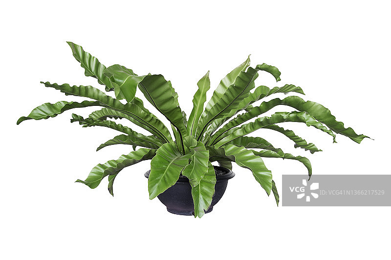修剪鸟巢蕨的部分叶子，白色背景图片素材