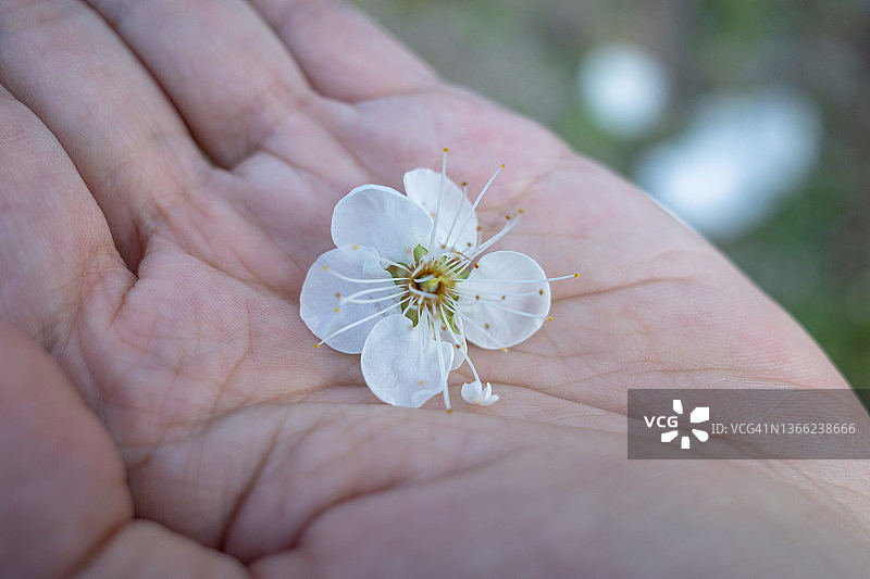 落在手上的白色绿梅花图片素材