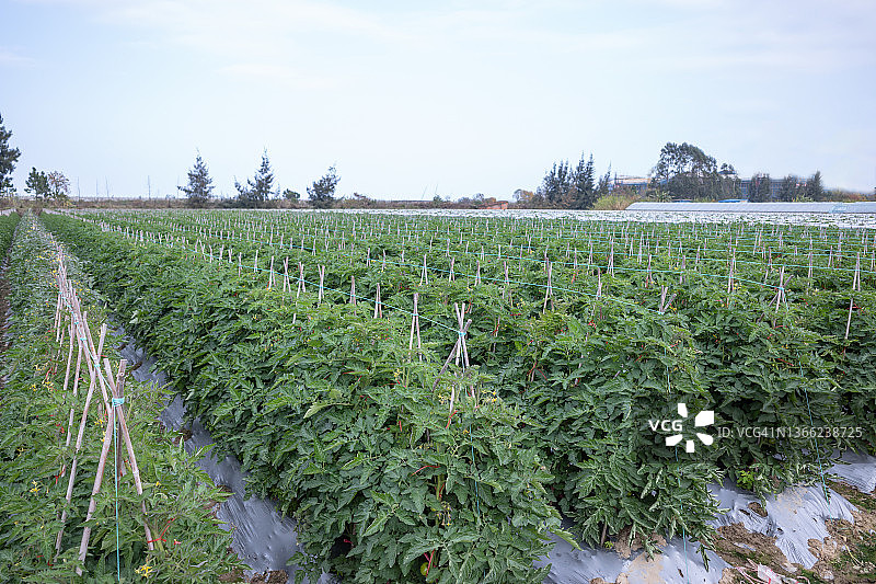 冬季的大片番茄田图片素材