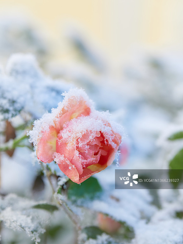 花园里的雪下的玫瑰。图片素材